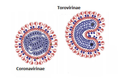Rysunek 2. Struktura wirusów rodziny Coronaviridae [źródło: Fenner’s Veterinary Virology, 2017, DOI: 10.1016/B978-0-12-800946-8.00024-6]. 