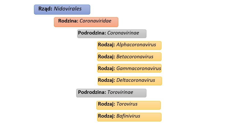 Rysunek 1. Taksonomia rodziny Coronaviridae